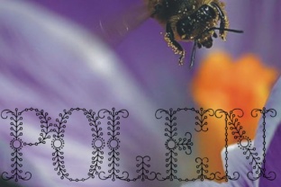 Polen: A Soft, Unusual Display Font for Creative Branding Projects